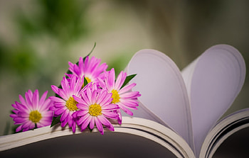 ღ, Heart, Flowers, Boken, Book, Bokeh HD wallpaper