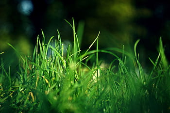 Detailed view of vibrant green grass blades under natural sunlight, showcasing outdoor nature. HD wallpaper