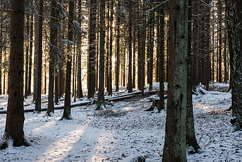 Winter, Nature, Snow, Forest, Sunlight, Sun Rays HD wallpaper