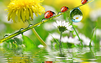 Insects, Ladybugs HD wallpaper