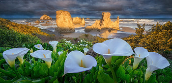 Bandon beach, flowers, rocks, beach, Oregon HD wallpaper