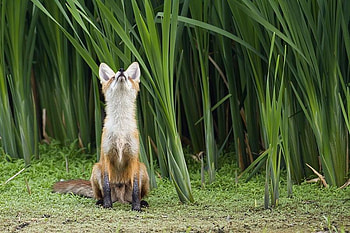 dreamer, sitting, green, nature, wild, fox HD wallpaper