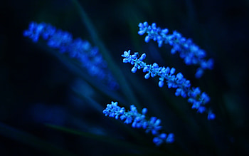 Dark-blue--flower HD wallpaper