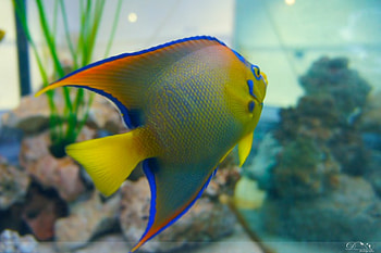 Angelfish, underwather, Fish HD wallpaper
