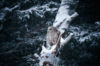 Majestic Owl in Snowy Forest | Animal, Animal, owl HD wallpaper