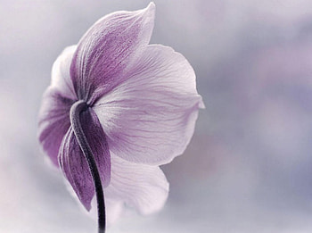 Softness, purple, graphy, flower, soft, beautiful HD wallpaper