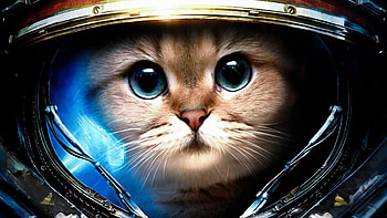 cool cat CI HD wallpaper