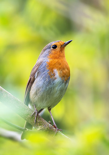 Little robin bird, Forest dwellers, Serene beauty, Chirping melodies HD phone wallpaper