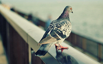 Animals, Feather, Bird, Sit, Dove HD wallpaper