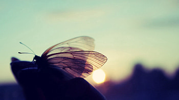 Macro, Glare, Shine, Light, Butterfly HD wallpaper