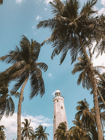 Nature, Sky, Palms, Tropics, Lighthouse, Wind HD phone wallpaper