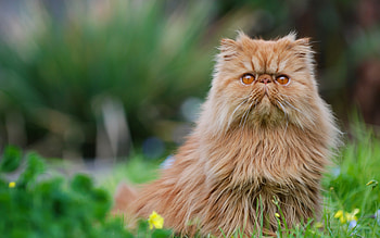 Persian cat , Graceful feline companion, Fluffy and adorable, -perfect background HD wallpaper