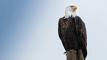 Eagle , Majestic bird, Stunning visuals, High-definition backgrounds HD wallpaper
