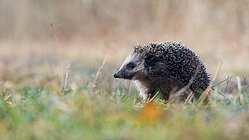 Hedgehog , backgrounds HD wallpaper