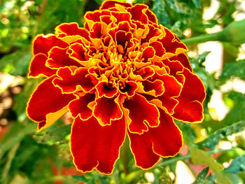 Marigold, Green, Orange, Red HD wallpaper