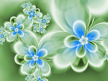 Flowers, blue, white, pretty, flower HD wallpaper