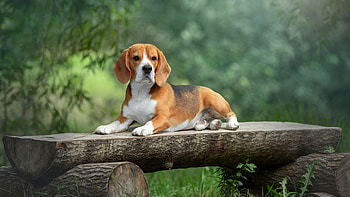 Brown White Beagle Dog Is Lying Down On Wood Trunk In Blur Trees Background Dog HD wallpaper