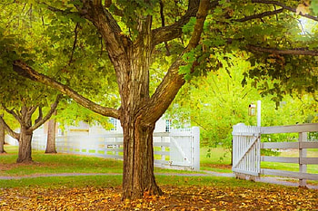 Gate Entrance, white, tree, gate, fence HD wallpaper