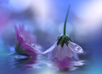 ڪےღڰۣ✿﻿ ღ❤ღ ڪےღڰۣ✿﻿, beautiful, reflection, gerbera, flower HD wallpaper