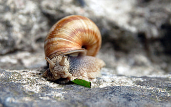 Rock, Macro, Stone, Snail, Carapace, Shell, Horns HD wallpaper
