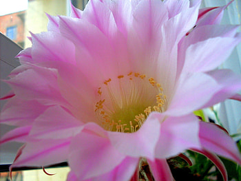 Plants, Flowers HD wallpaper