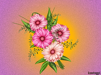 PINK DAISIES, FLOWERS, DAISIES, CREATION, PINK HD wallpaper