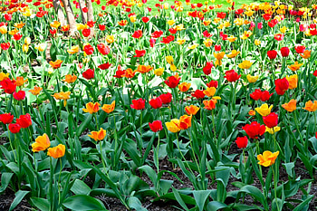 Bed Of Roses, may flowers, roses, red and yellow flowers, spring flowers, tulips HD wallpaper