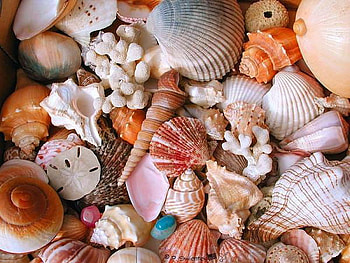 shell, sea, beautiful, beach HD wallpaper