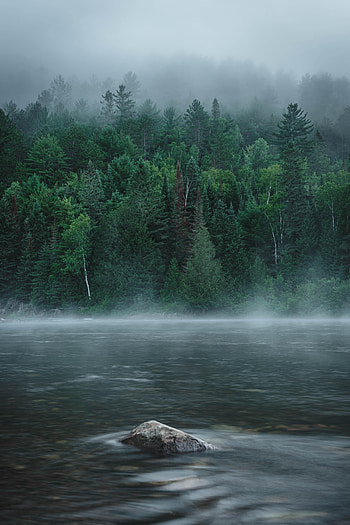 Nature, Rivers, Trees, Rock, Forest, Fog, Stone HD phone wallpaper