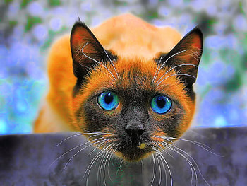 Siamese Cat, Cat, Animal, Siamese, Cute HD wallpaper