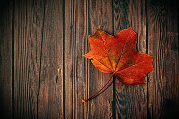 A colorful maple leaf rests on a wooden board, embodying autumn's essence. HD wallpaper