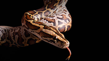 Burmeses python, Black background, Reticulated python, Snake beauty HD wallpaper