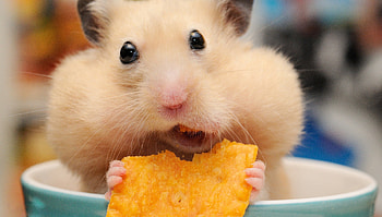 hamster , Adorable and furry, Curious little creatures, Cute hamster moments HD wallpaper