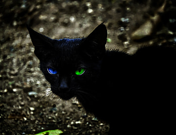 Indian Black cat, blueeyes, animal, greeneyes HD wallpaper