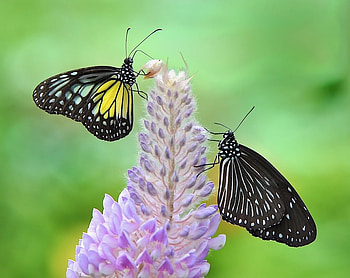 catch, butterflies, graphy, animals, colors, nature, flowers HD wallpaper
