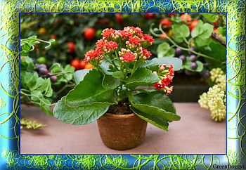 LOVELY SUCCULENT, LOVELY, FRAMED, , SUCCULENT HD wallpaper