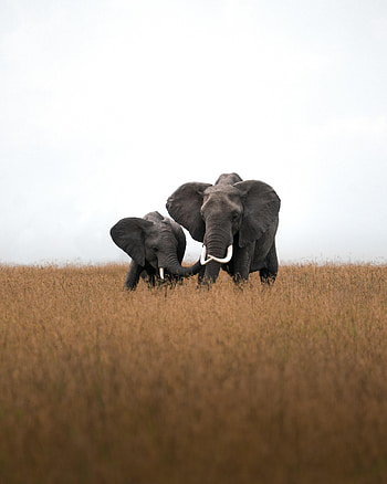 Animals, Grass, Elephants, Field, Wildlife HD phone wallpaper