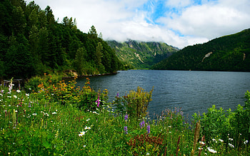 Flower filled lakeside at Mt St Helens, Washington, sky, mountains, water, wildflowers, clouds, usa HD wallpaper