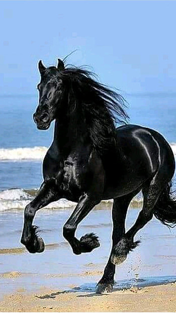 Black Horse, Black, Dark Black HD phone wallpaper