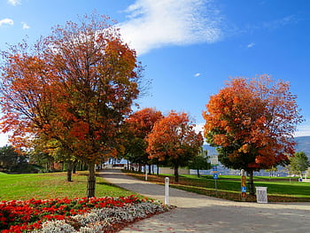 A scenic park with colorful autumn trees lining a pathway under a clear blue sky. HD wallpaper
