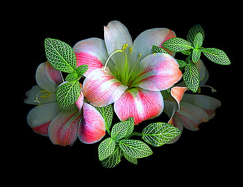 Amaryllis, leaves, black background, pink and white, flower, green HD wallpaper
