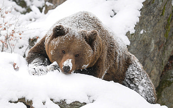 Animals, Snow, Brown, Bear, Stroll, Hunting, Hunt, Large, Big HD wallpaper