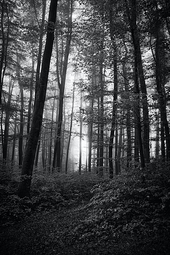 Nature, Trees, Bush, Rays, Beams, Forest, Bw, Chb HD phone wallpaper