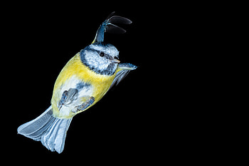 Animal, bird HD wallpaper