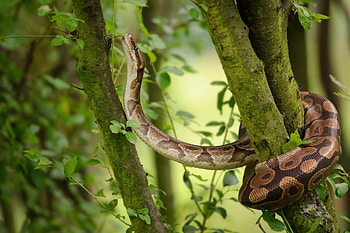 Python majesty, Stunning serpent, Captivating creature, Mesmerizing scale pattern HD wallpaper