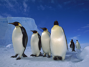 Emperor Penguins, blue, winter, white, skies, cute, cold, standing tall, penguins, animals, snow, emperor, sky, arctic, ice HD wallpaper