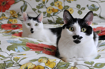Chaplin and Sacha, animal, kitten, blanket, cat, feline, pet HD wallpaper