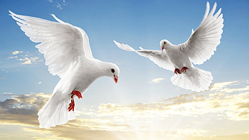 Animals, Birds, Pigeons HD wallpaper