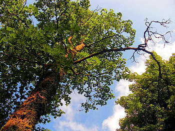 Green beauty, blue, green, sky, beautiful, nature, lovely, tree HD wallpaper