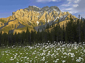 Mountains Spring, blue, art , white, pine trees, beautiful, field, spring flowers, sky, mountains HD wallpaper